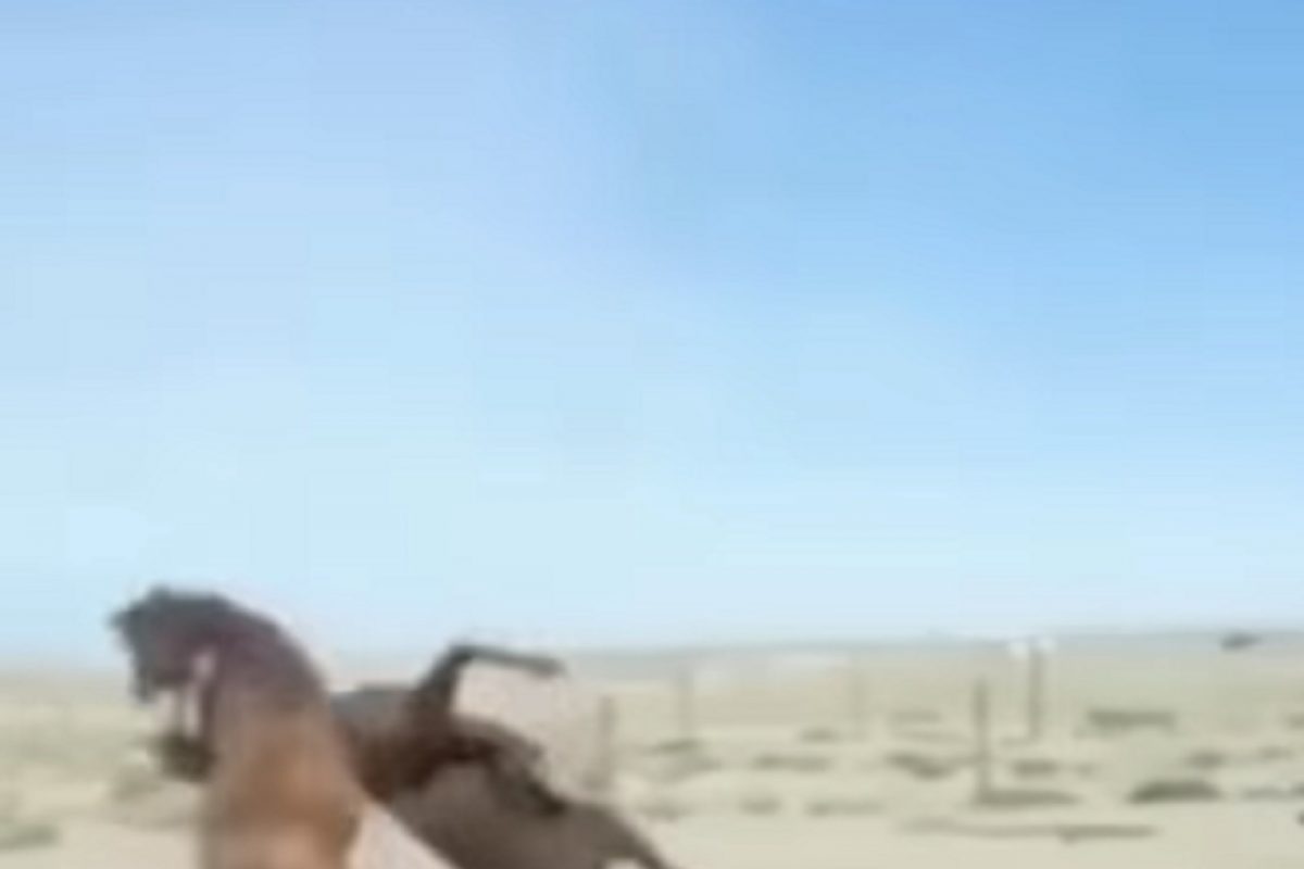 घोड्यांची WWF! एकाने दुसऱ्याला हवेत उडवत जमिनीवर धाडकन आपटलं; कधीच पाहिला नसेल असा VIDEO