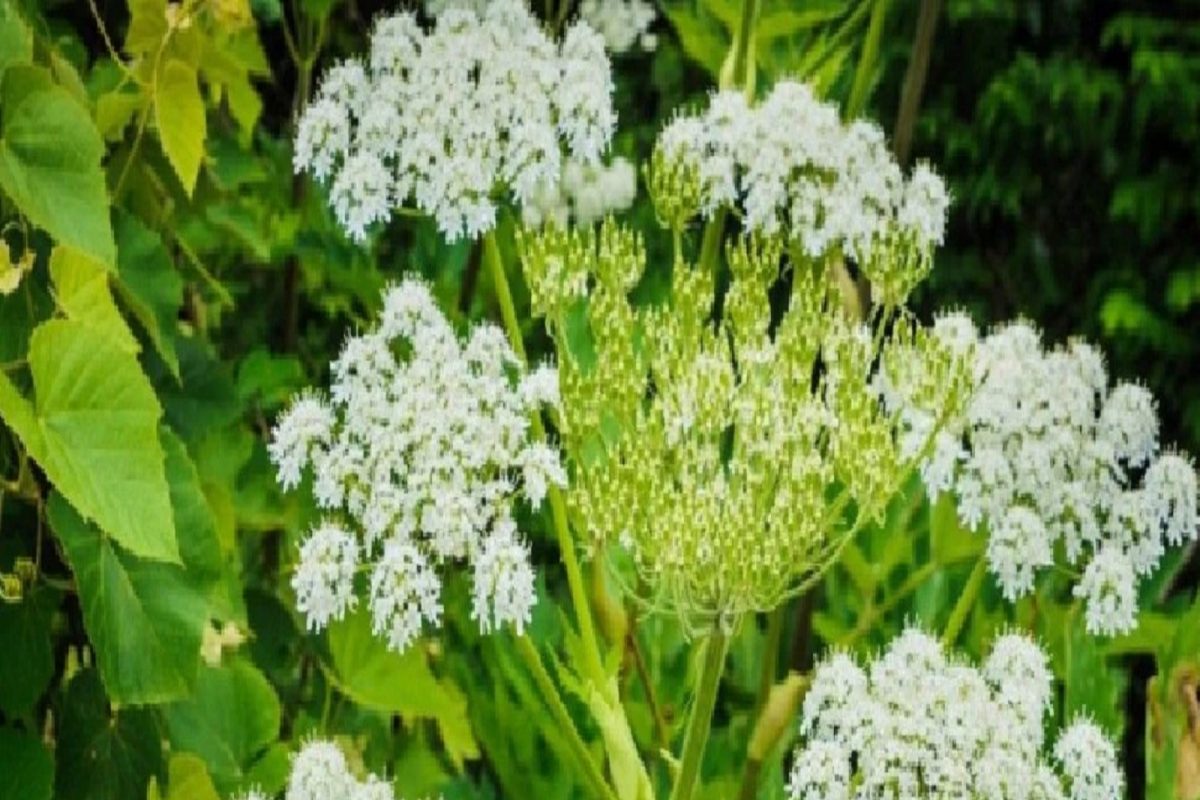 Killer Tree : फक्त स्पर्श केला तरी होतो मृत्यू; चुकूनही या सुंदर झाडाच्या जवळ जाऊ नका