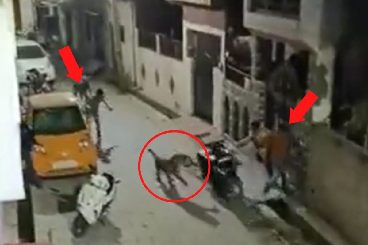 (Photo- twitter/ Arv_Ind_Chauhan)