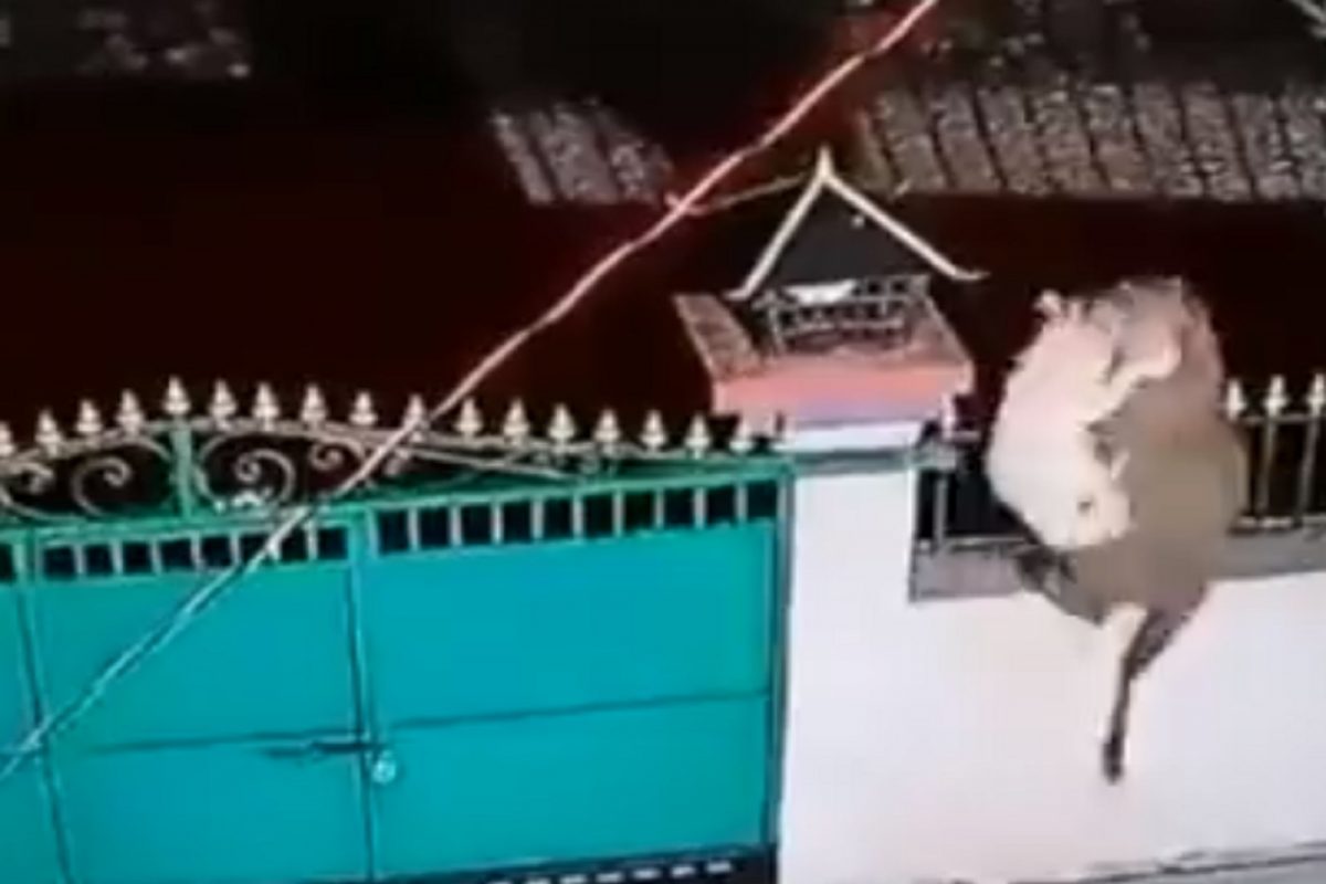 गेट बंद असतानाही बिबट्याने साधला डाव, घरात घुसून पाळीव कुत्र्याला पळवलं; पाहा LIVE VIDEO