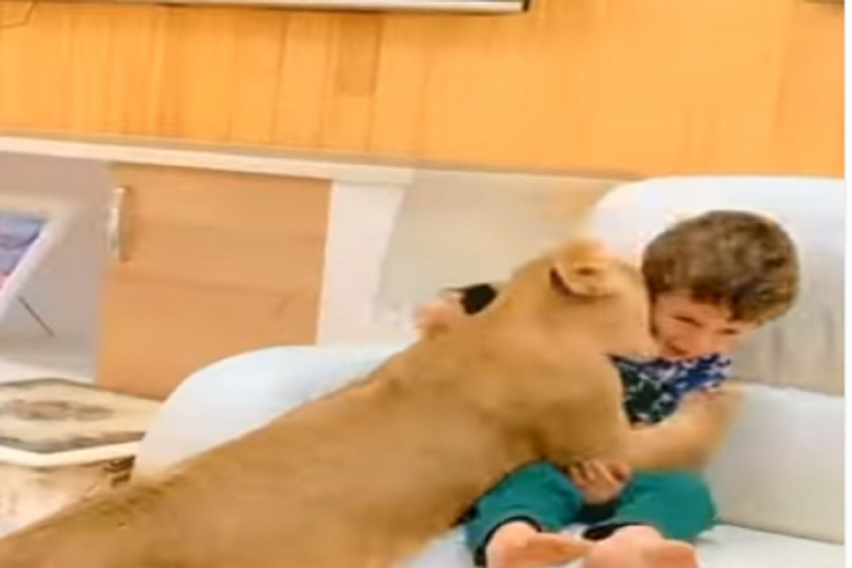 Shocking! पालकांनीच पोटच्या लेकालाच दिलं सिंहाच्या जबड्यात; VIDEO पाहून नेटिझन्सचा झाला संताप