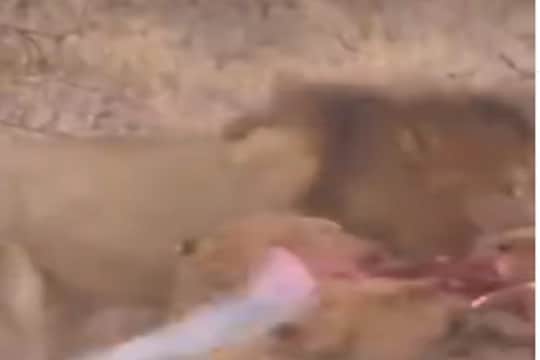 VIDEO : एका शिकारासाठी सिंहांमध्येच जुंपली; सिंहिणींचा रुद्रावतार पाहून सिंहाने काढला पळ