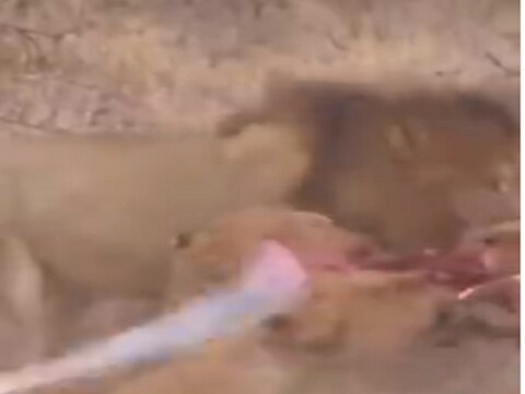 lion fighting for dead animal : सिंह आणि सिंहिणीमध्ये जबरदस्त फायटिंग.