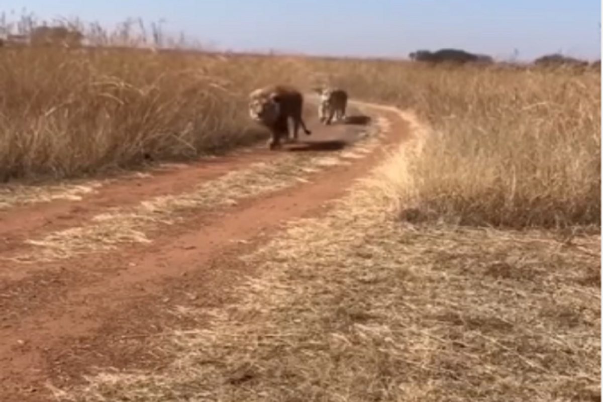 Shocking! जमिनीवर झोपून तरुण करत होता फोटोशूट; समोरून सिंह आले आणि...; धडकी भरवणारा VIDEO