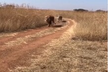 जमिनीवर झोपून तरुण करत होता फोटोशूट; समोरून सिंह आले आणि...; Shocking video जमिनीवर झोपून तरुण करत होता फोटोशूट; समोरून सिंह आले आणि...; Shocking video