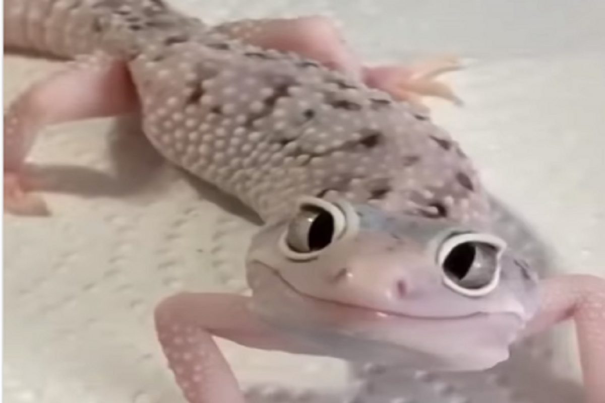 चक्क एका पालीच्या प्रेमात पडले नेटिझन्स; VIDEO पाहून म्हणाले SO CUTE