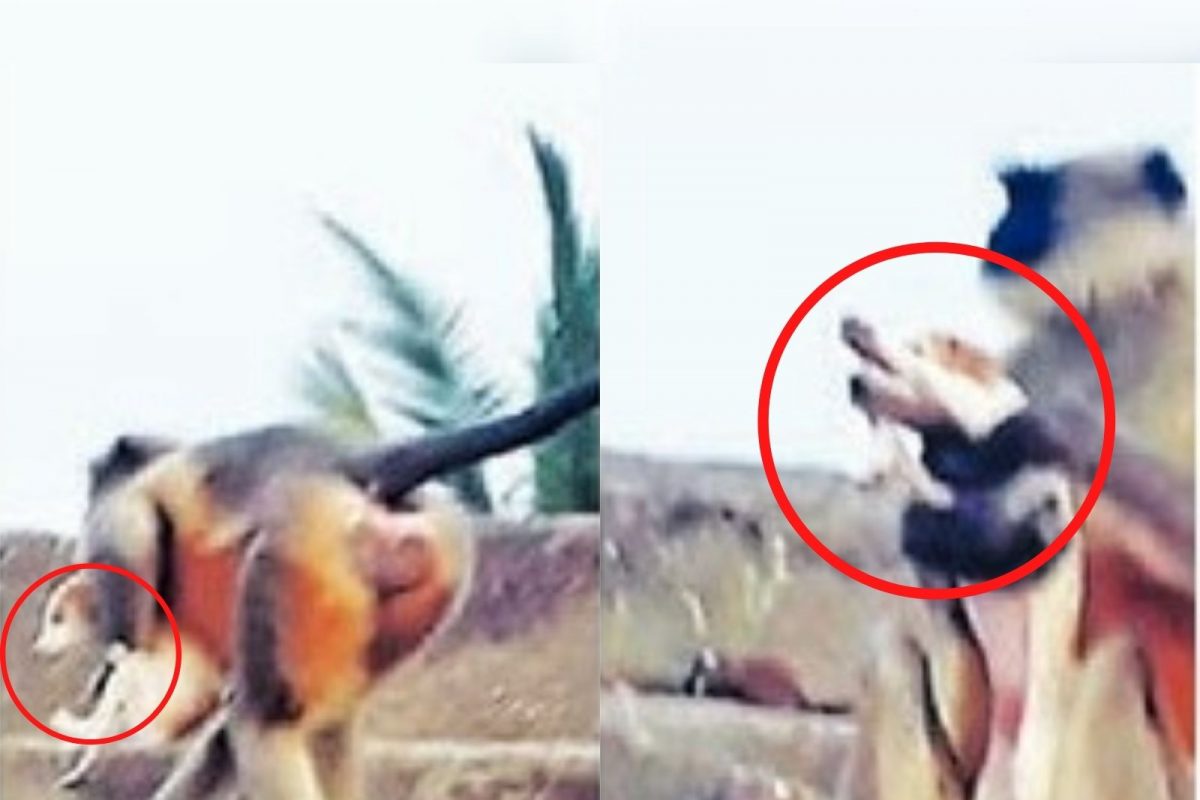 (फोटो-लोकमत)