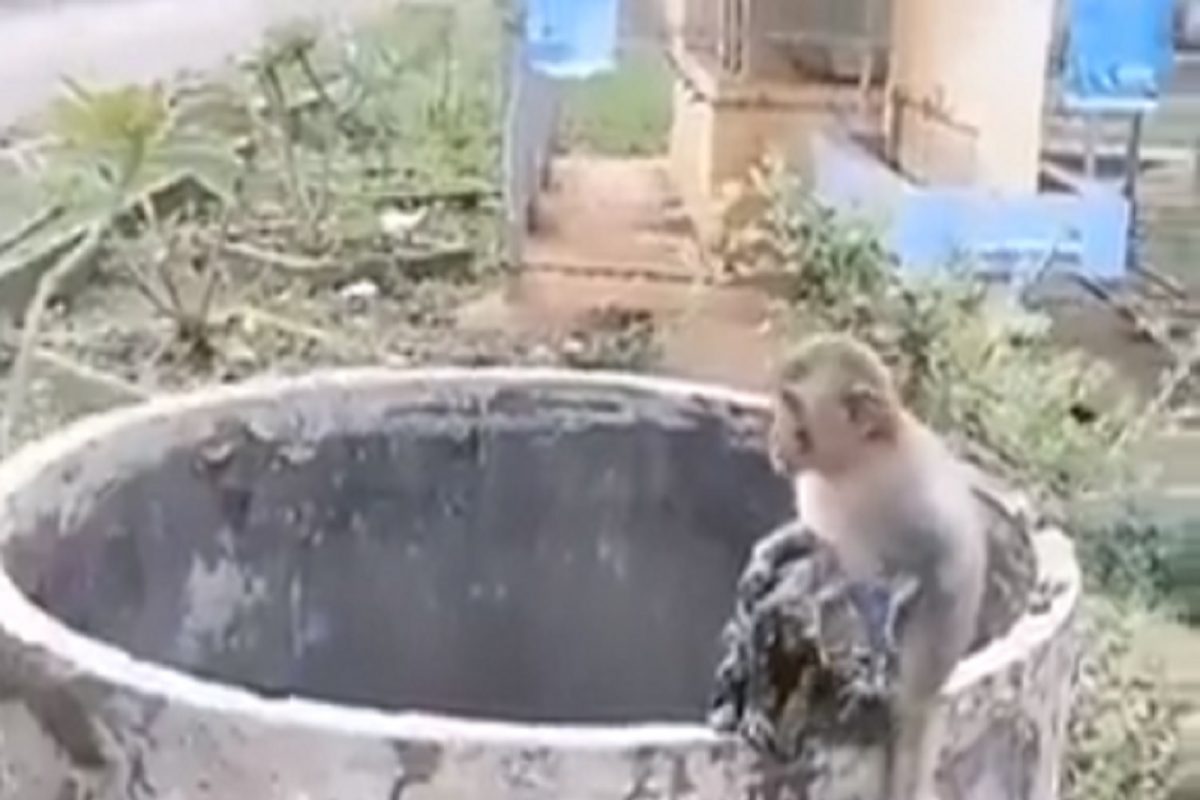 Monkey Vs Dog खुनी गँगवॉरनंतर VIRAL होतोय माकडाचा हा VIDEO; पाहूनच पाणावतील डोळे