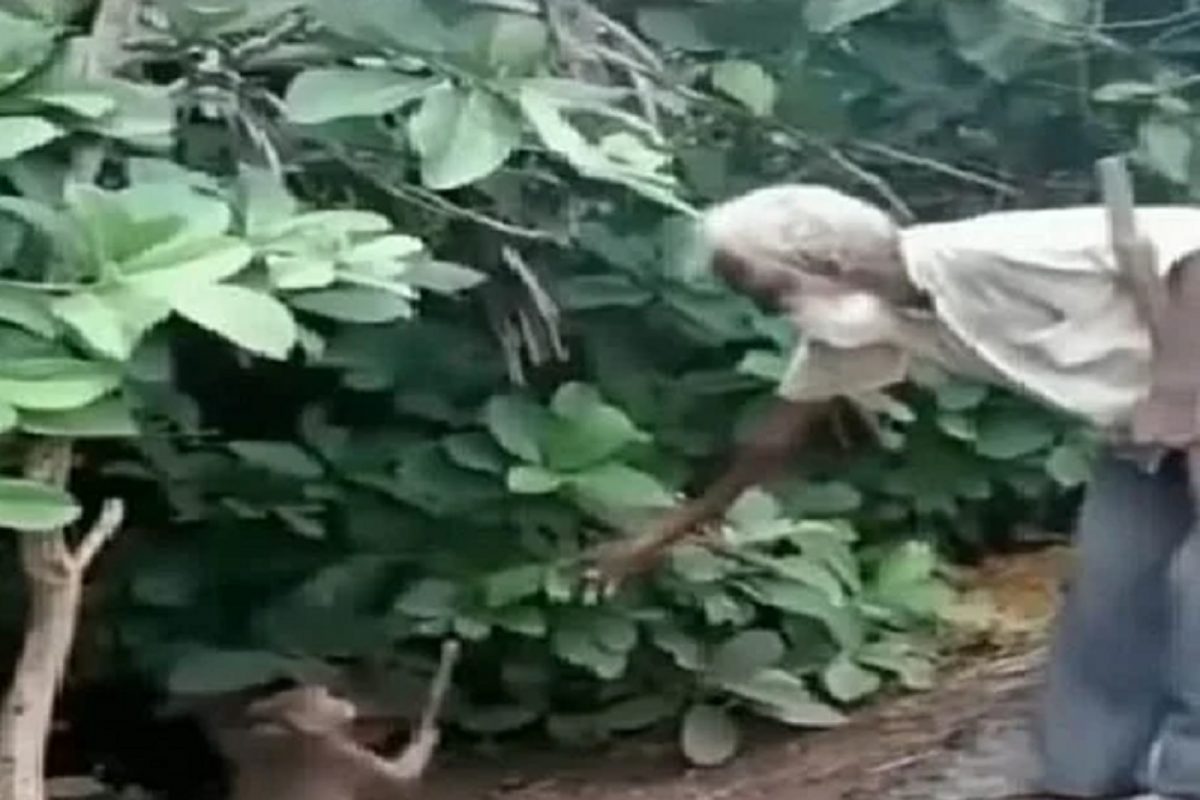 नेहमी उच्छाद मांडणाऱ्या माकडाने केलं असं काम; VIDEO पाहून माणसांनाही वाटेल लाज