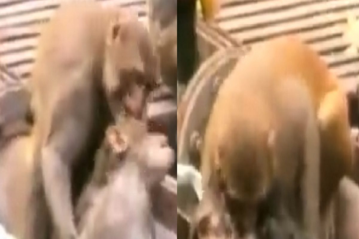 ही दोस्ती तुटायची नाय! माकडाने शेवटपर्यंत सोडली नाही मित्राची साथ अन् झाला चमत्कार; पाहा VIDEO