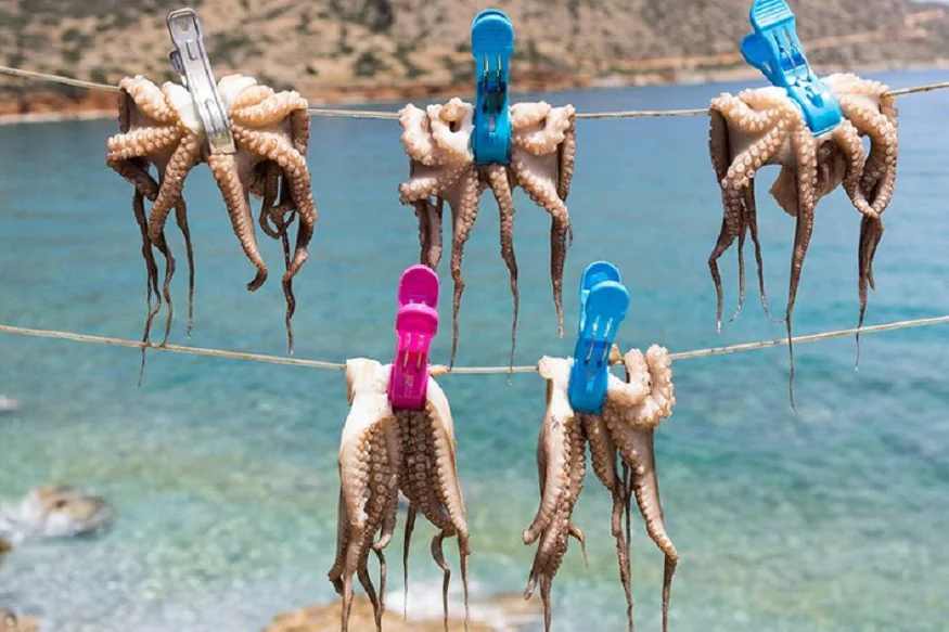स्पेनमध्ये ऑक्टोपस फार्मिंगचा प्रयोग म्हणून जमिनीवर सापळे, टाक्या बांधणे किंवा समुद्राच्या मोठ्या भागाचे रँचमध्ये रूपांतर करण्याचे काम केले गेले आहे. कदाचित स्पॅनिश कंपनी त्यांना अशाच प्रकारे तयार करणार आहे. मात्र, ऑक्टोपसबाबत जगातील काही देशांमध्ये कायदेही करण्यात आले आहेत.