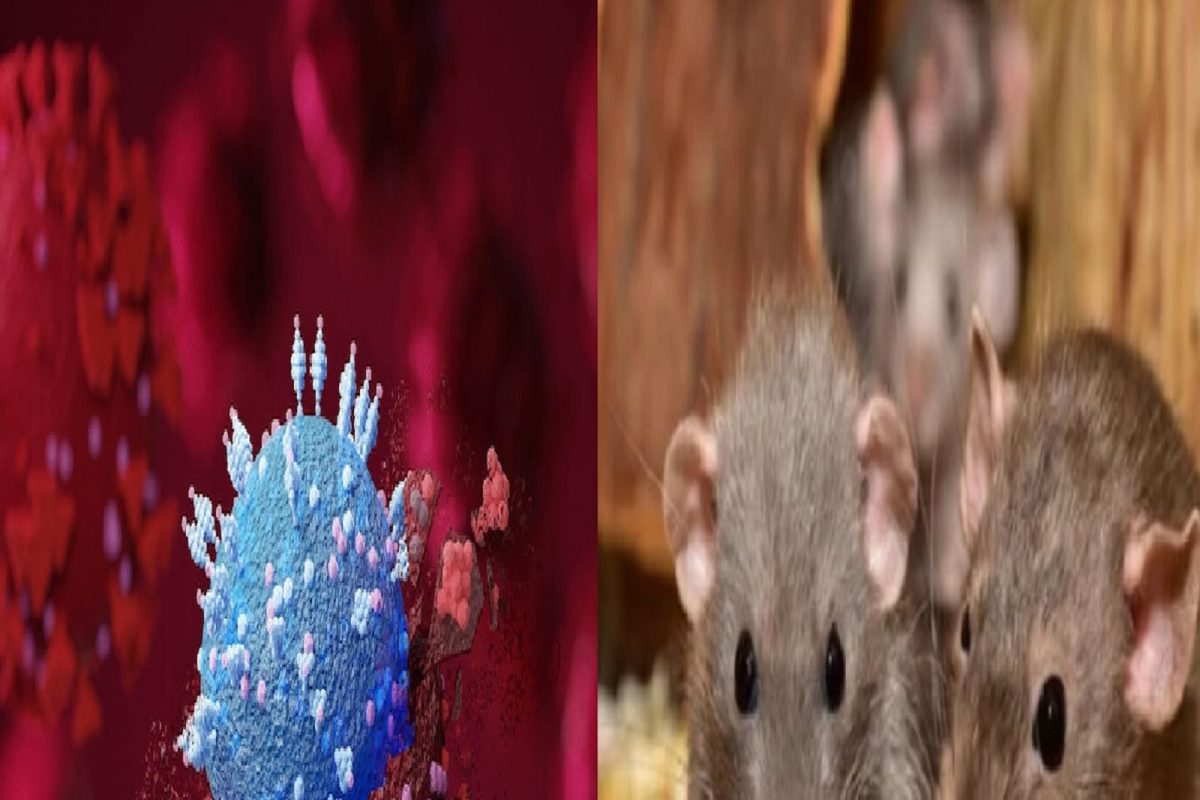 Shocking! Mouse चावल्याने महिलेला झाला Corona; Omicron च्या संकटात खळबळजनक बातमी