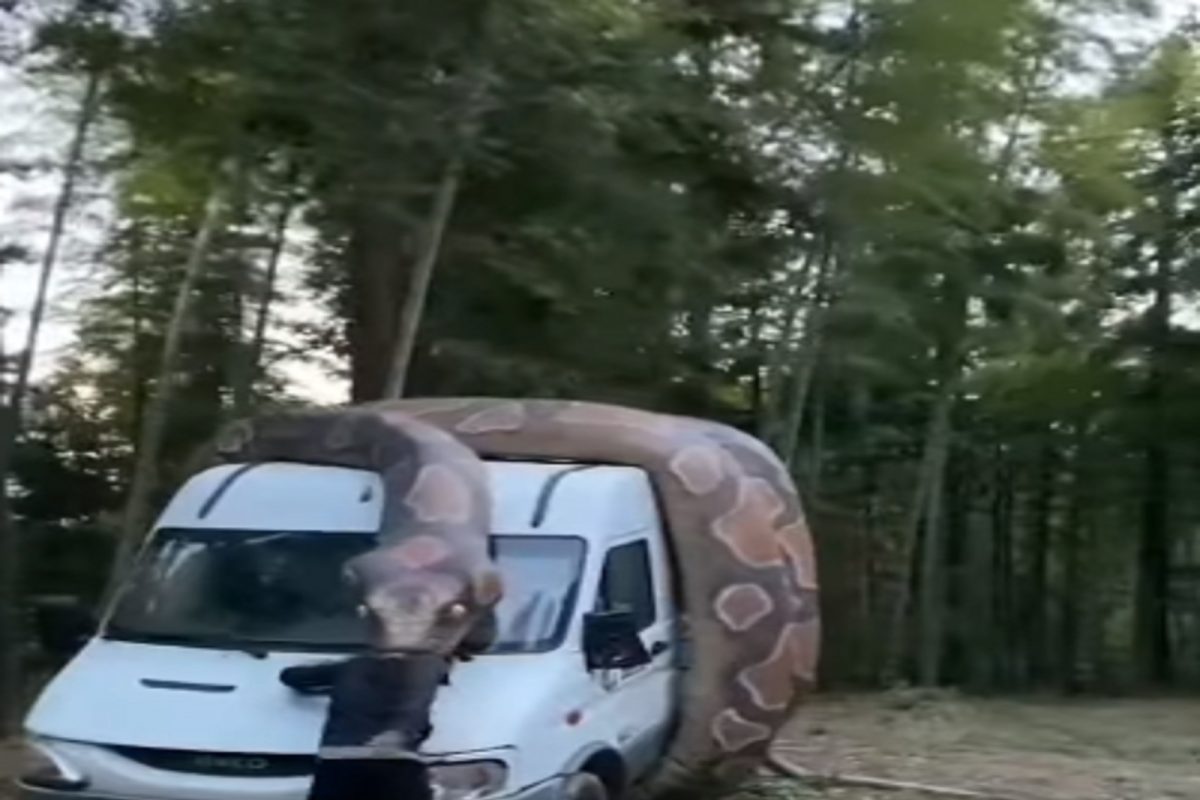 Shocking video : महाकाय अजगराच्या तोंडात डोकं; जीव वाचवण्यासाठी तरुणाची धडपड