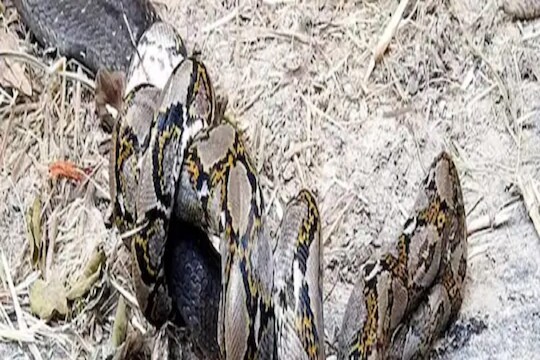 Cobra Python fighting video - किंग कोब्रा आणि महाकाय अजगराची लढाई; विचारही केला नसेल असा भयानक शेवट
