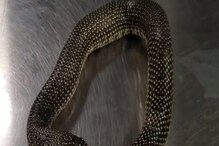 OMG! सापाने चक्क स्वतःलाच जिवंत गिळलं; कधीच पाहिला नसेल असा SHOCKING VIDEO