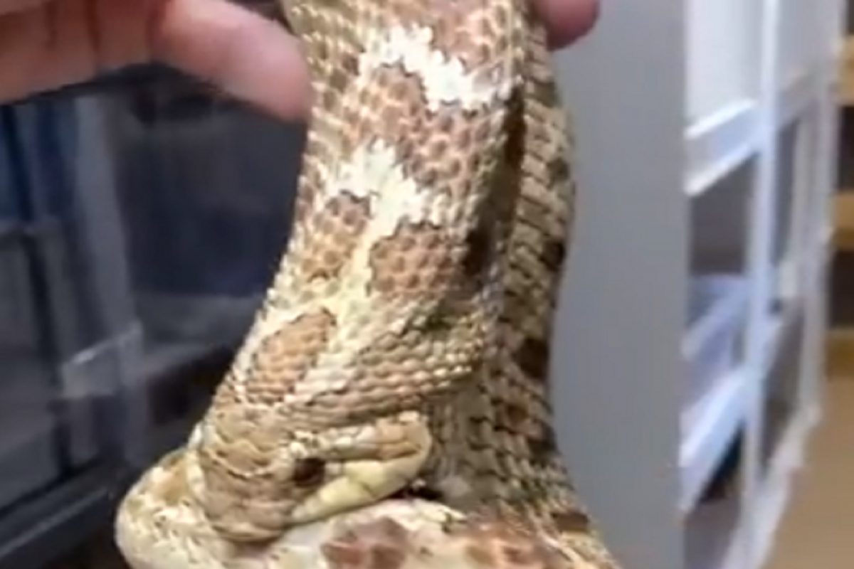 धक्कादायक! स्वतःलाच जिवंत गिळताना दिसला महाकाय साप; कधीच पाहिला नसेल असा SHOCKING VIDEO