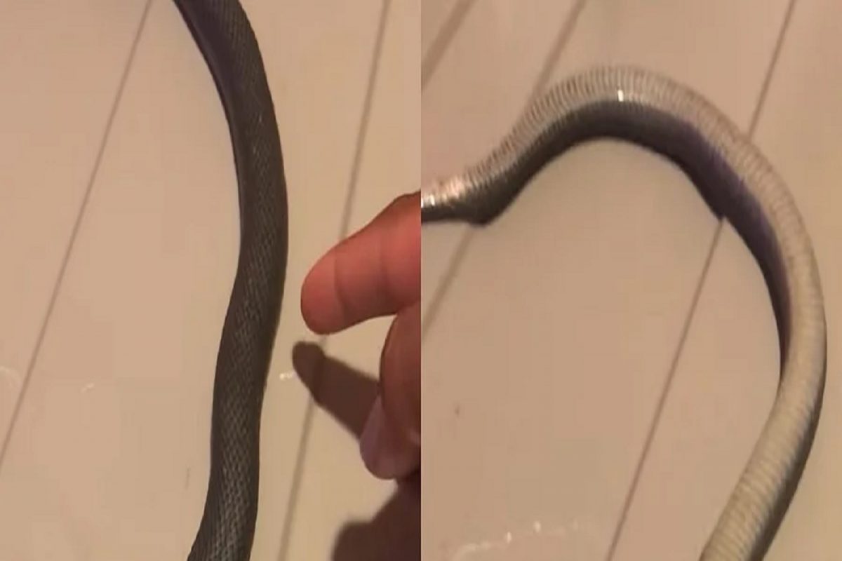 OMG! बोट लावताच मृत झाला साप; VIDEO पाहून नेटिझन्स हैराण