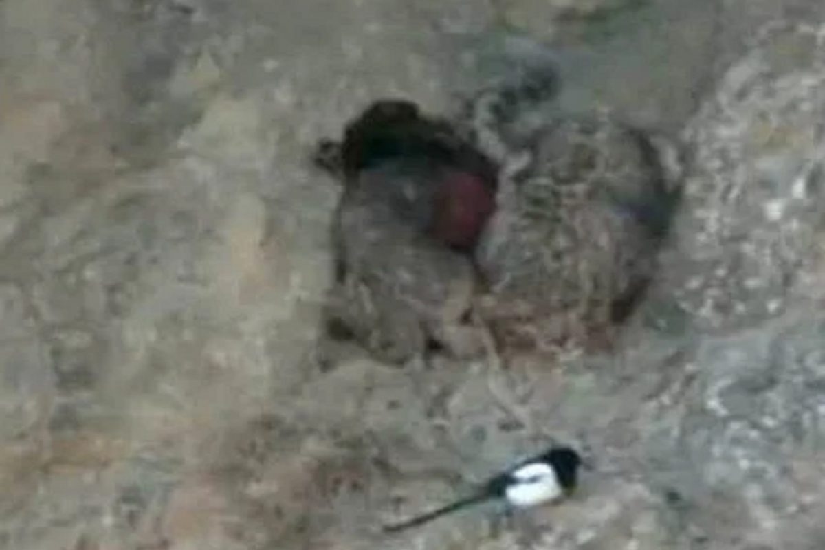 एका छोट्याशा पक्ष्यासमोर भलामोठा बिबट्याही फेल; कधीच पाहिला नसेल असा शिकारीचा VIDEO