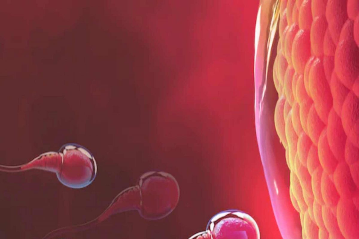 शुक्राणूंची संख्या वाढवायचीय? काळजी करू नका; तुमच्या किचनमधील ही एकच गोष्ट आहे पुरेशी