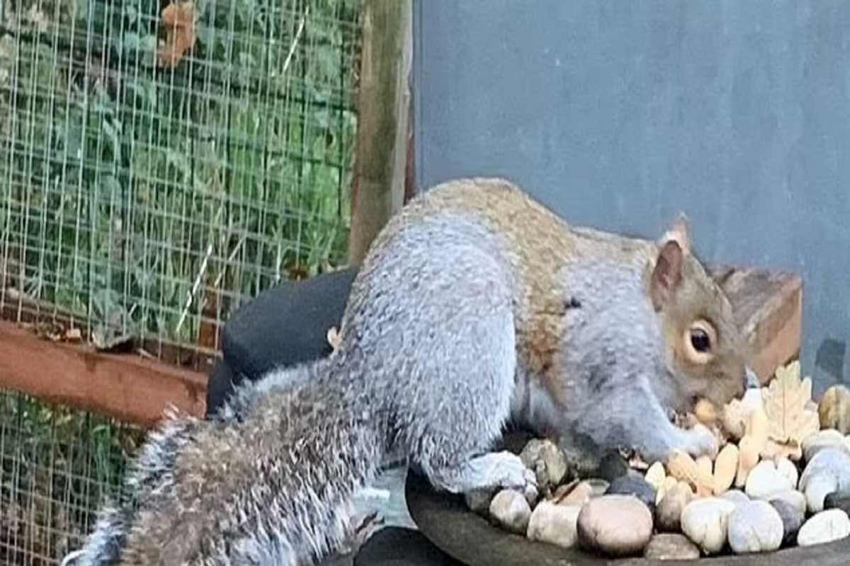धक्कादायक! इवल्याशा खारीची दहशत; 2 दिवसांत 18 लोकांना बनवली आपली शिकार