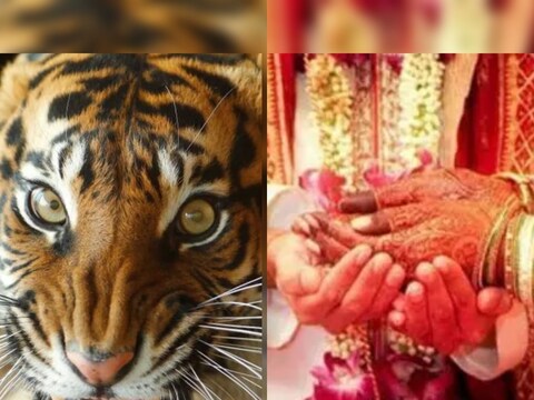 Marriage in Buldhana: बुलडाणा जिल्ह्यातील खामगाव याठिकाणी धामधूमीने लग्न सुरू असताना ऐन लग्नाच्या मुहूर्तावर गावात वाघ शिरल्याची घटना समोर आली आहे. वाघाच्या भीतीने वधू-वरासह वऱ्हाडी मंडळीची चांगलीच धांदल उडाली आहे. 