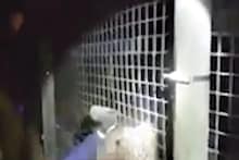 Shocking! थेट वाघाच्या जबड्यात तरुणाने दिला हात आणि...; थरकाप उडवणारा VIDEO