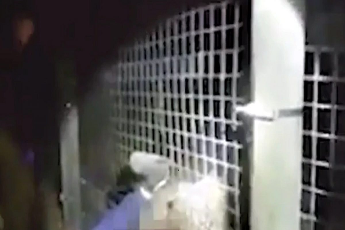 Shocking! थेट वाघाच्या जबड्यात तरुणाने दिला हात आणि...; थरकाप उडवणारा VIDEO