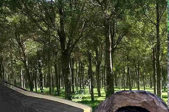 ना भूस्खलनात कोसळत, ना वणव्यात पेटत; जगातील सर्वात मजबूत झाड