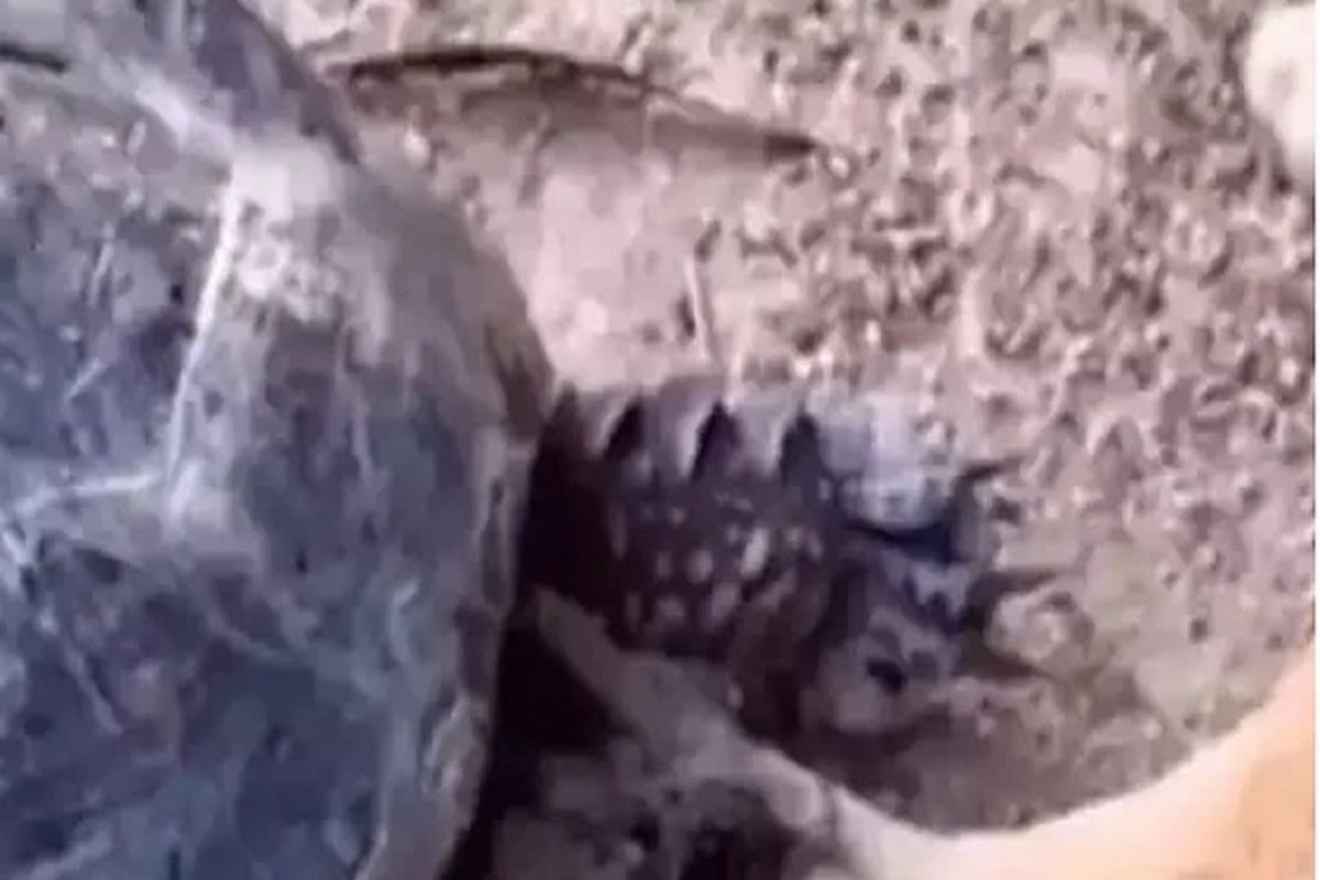 अरे बापरे! तोंडात पाय धरला आणि...; चक्क कासवाने केला कुत्र्यावर खतरनाक हल्ला; VIDEO VIRAL