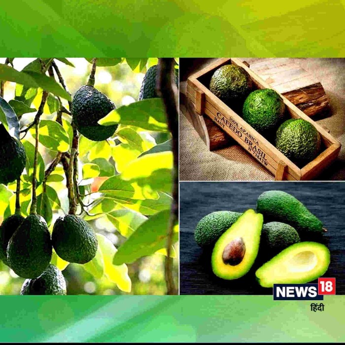 एवोकॅडोमुळे त्वचा निरोगी राहील - एवोकॅडोमध्ये जीवनसत्त्वे ए, ई, सी, के, बी6, नियासिन, रिबोफ्लेविन, पोटॅशियम, मॅग्नेशियम, सोडियम, मोनोअनसॅच्युरेटेड फॅट्स, पॉलीअनसॅच्युरेटेड फॅट्स इ. हे सर्व निरोगी चरबी घटक वृद्धत्वाची लक्षणे कमी करतात. सूर्यप्रकाशामुळे होणारे नुकसान देखील कमी होतं. त्वचा मऊ राहते. तुम्ही सॅलड, स्मूदी, शेक बनवू शकता आणि ते अॅव्होकॅडोसोबत घेऊ शकता. तसेच त्वचेला निरोगी बनवण्यासाठी एवोकॅडोचा फेस मास्क लावा. यामुळे स्वच्छ, हायड्रेटेड आणि चमकदार त्वचा मिळेल.