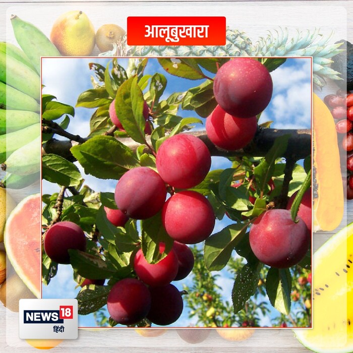 आलुबुखार (Plum) - हिवाळ्यात येणारे प्लम हे फळ देखील खूप फायदेशीर आहे. यामुळे आपल्या शरीराची रोगप्रतिकारक शक्ती मजबूत होण्यास मदत होते. या हंगामी फळाचे सेवन केल्याने शरीराला अनेक फायदे मिळतात.