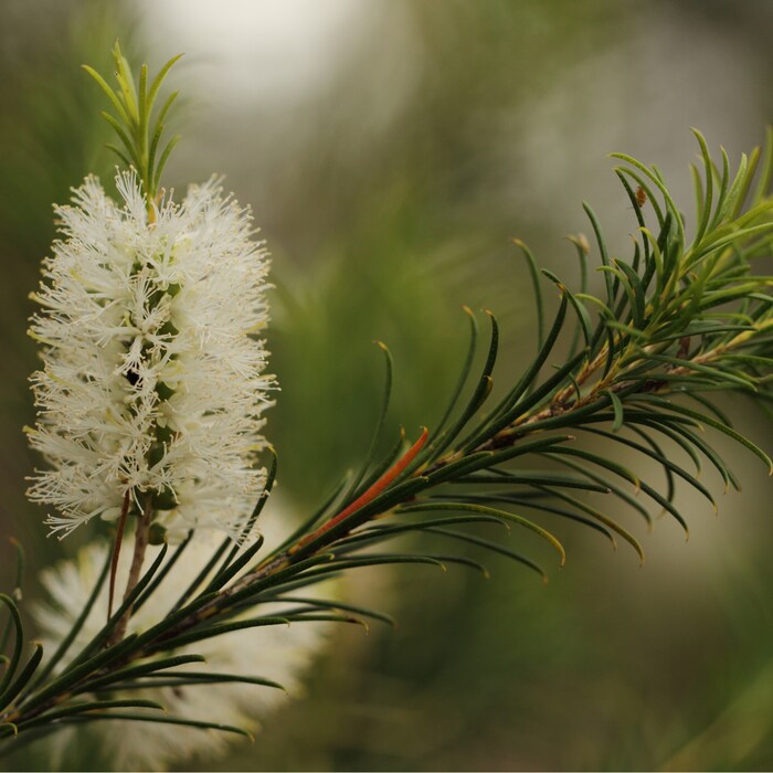 टी ट्री (Tea Tree) ऑयल चेहऱ्यावरील पिंपल्सला कारणीभूत असलेल्या सूक्ष्मजंतूंची वाढ कमी करण्यासाठी फायदेशीर आहे, म्हणून ते मुख्यतः आवश्यक तेल म्हणून वापरले जाते.