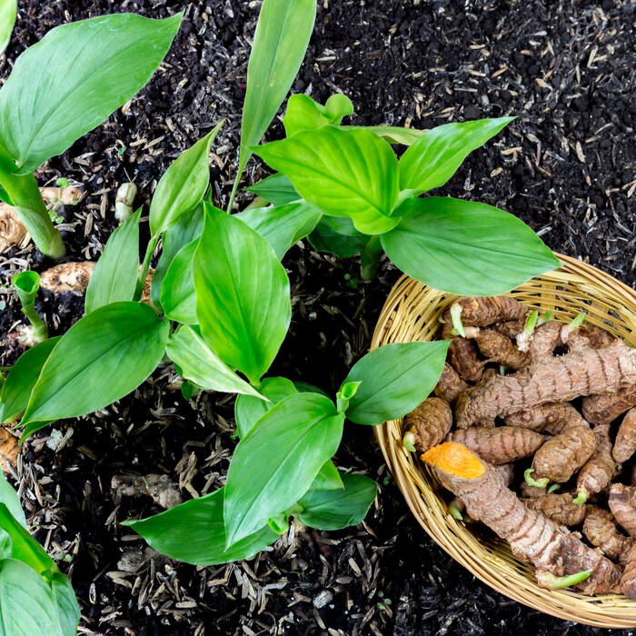 हळदीमध्ये (Turmeric) कर्करोगविरोधी गुणधर्म आहेत आणि ते डीएनए उत्परिवर्तन (म्युटेशन) रोखू शकतात. याव्यतिरिक्त, त्यात अँटी-सेप्टिक आणि अँटी-इंफ्लेमेटरी गुणधर्म देखील आहेत. सांधेदुखी बरा करण्यासाठी हे खूप फायदेशीर आहे.