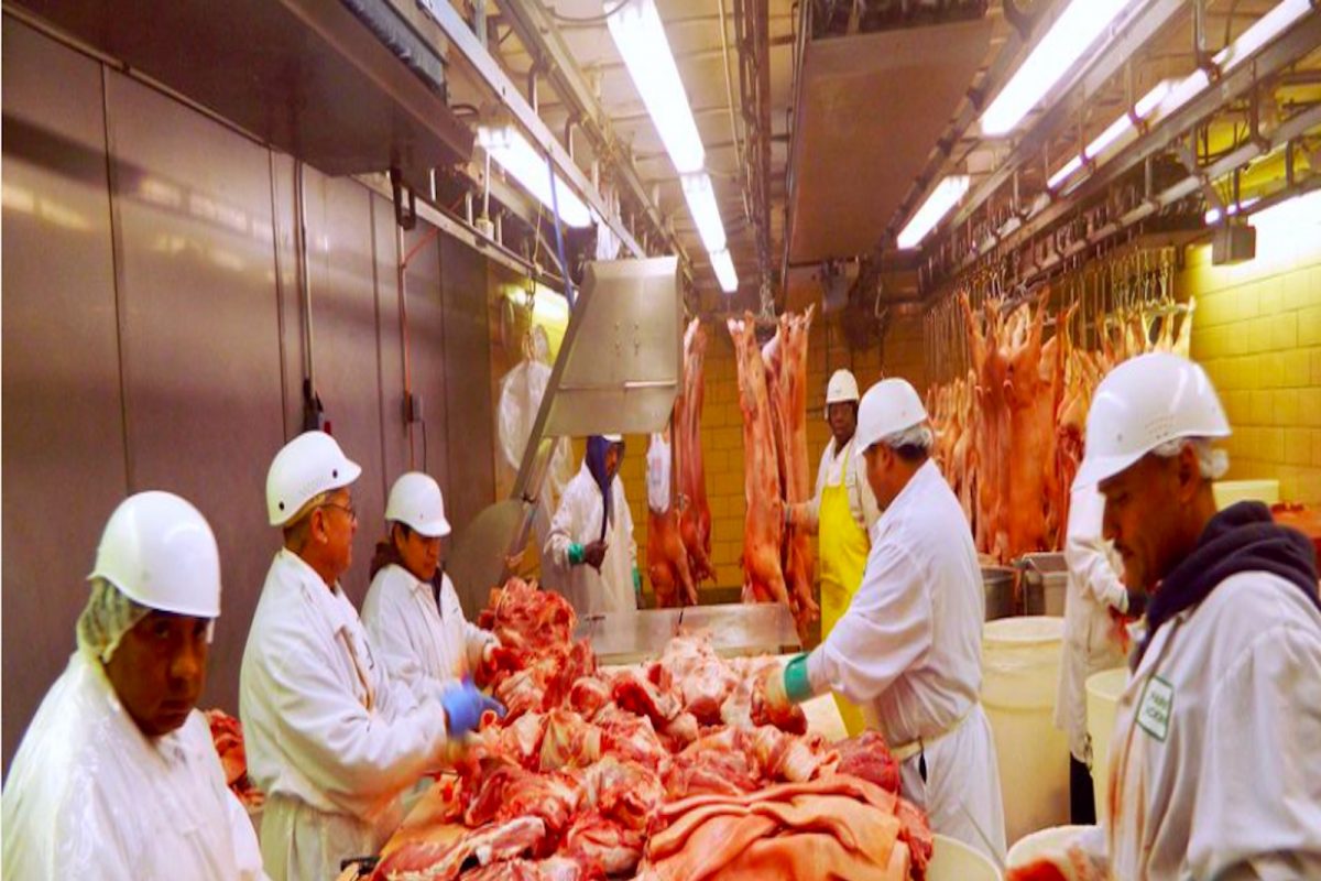 अमेरिेकेतून होणार डुकराच्या मांसाची आयात, मोदी सरकारचा ऐतिहासिक निर्णय