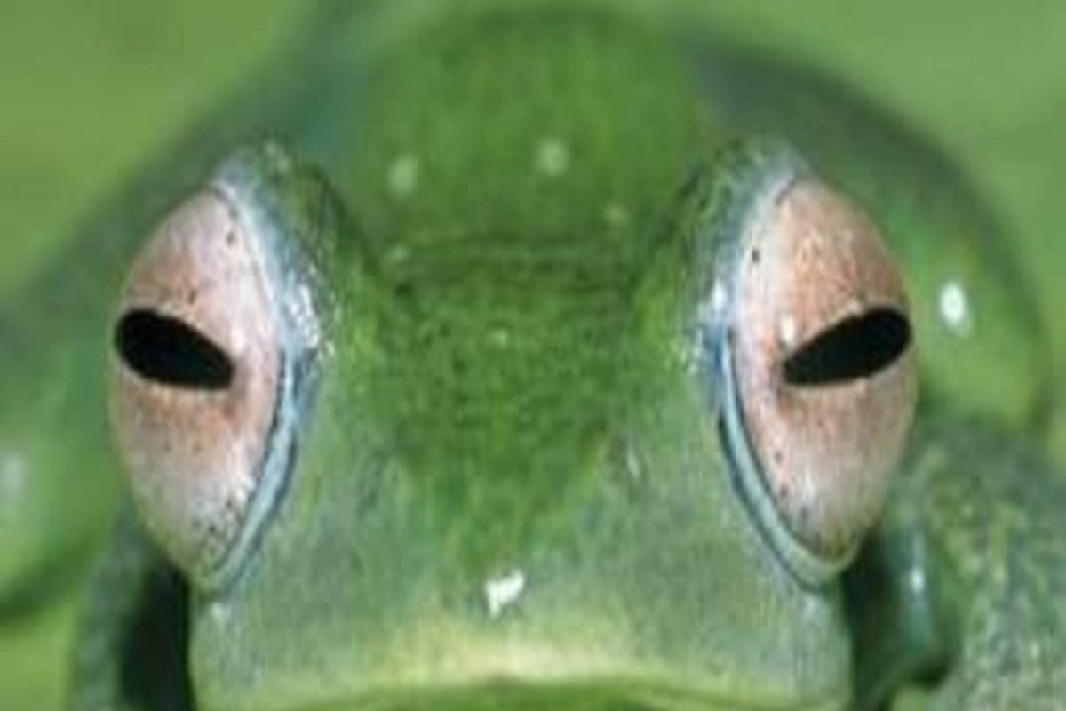 तुटलेला पायही येऊ शकतो परत, शास्त्रज्ञांच्या नव्या प्रयोगातून भन्नाट निष्कर्ष