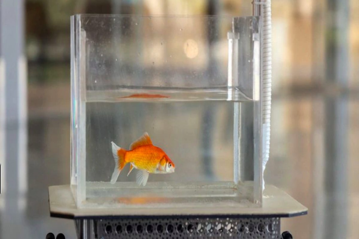 कोण म्हणतं फक्त माणसंच Driving करू शकतात? नव्या प्रयोगातून समोर आली Interesting माहिती