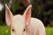 थायलंडमध्ये आढळला African Swine Fever, लाखो डुकरांची होणार कत्तल थायलंडमध्ये आढळला African Swine Fever, लाखो डुकरांची होणार कत्तल