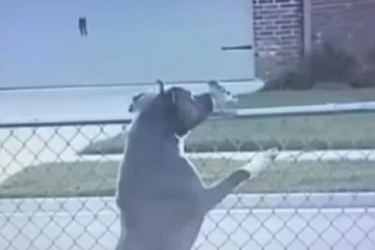 Shocking video! कुत्राही असं काही करू शकतो; CCTV मध्ये कैद झालं त्याचं खतरनाक रूप