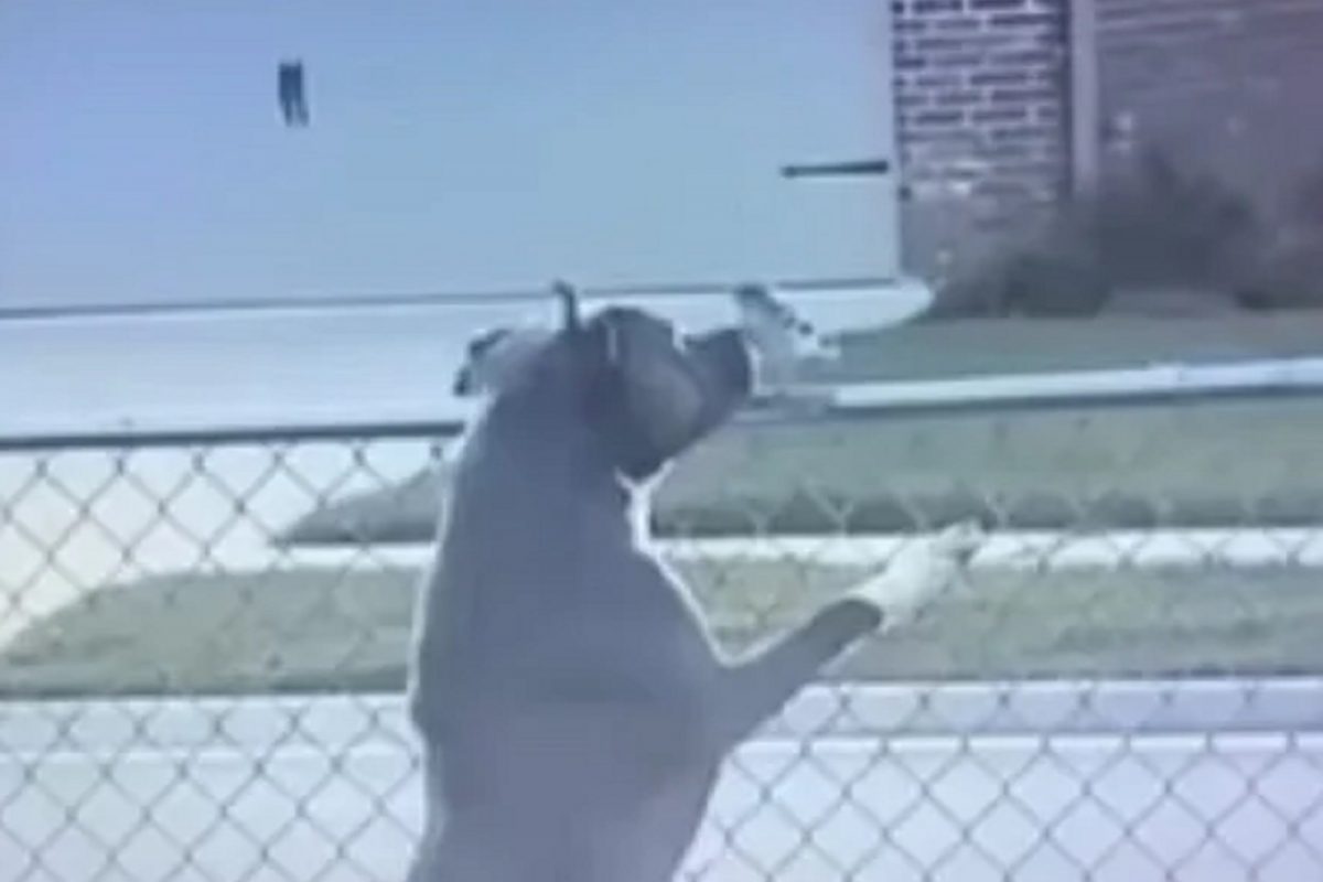 Shocking video! कुत्राही असं काही करू शकतो; CCTV मध्ये कैद झालं त्याचं खतरनाक रूप