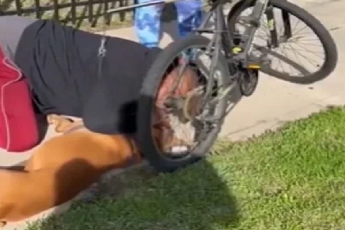 रस्त्यावरील कुत्र्याला वाचवण्यासाठी तोंडात तोंड घालून श्वास द्यायला गेली व्यक्ती अन्...; पुढे काय घडलं पाहा VIDEO