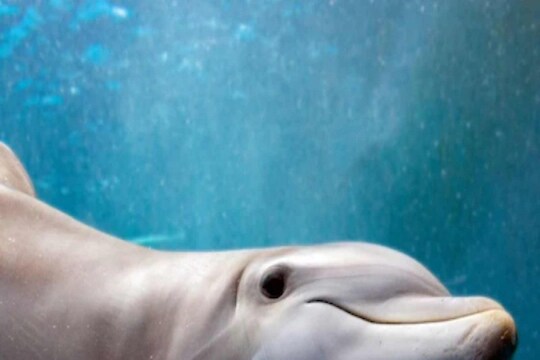 डॉल्फिनची Sex life आणि प्रजनन यांच्यात काय फरक आहे? संशोधनातून धक्कादायक माहिती समोर