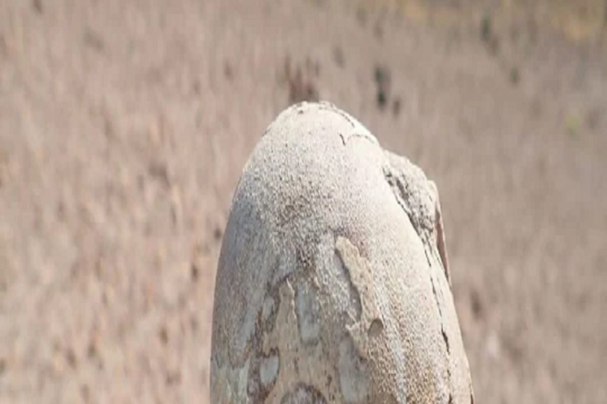 2,30,000 वर्षांपूर्वीचं कळणार रहस्य! या देशात सापडलं सर्वात प्राचीन मानवी जीवाश्म