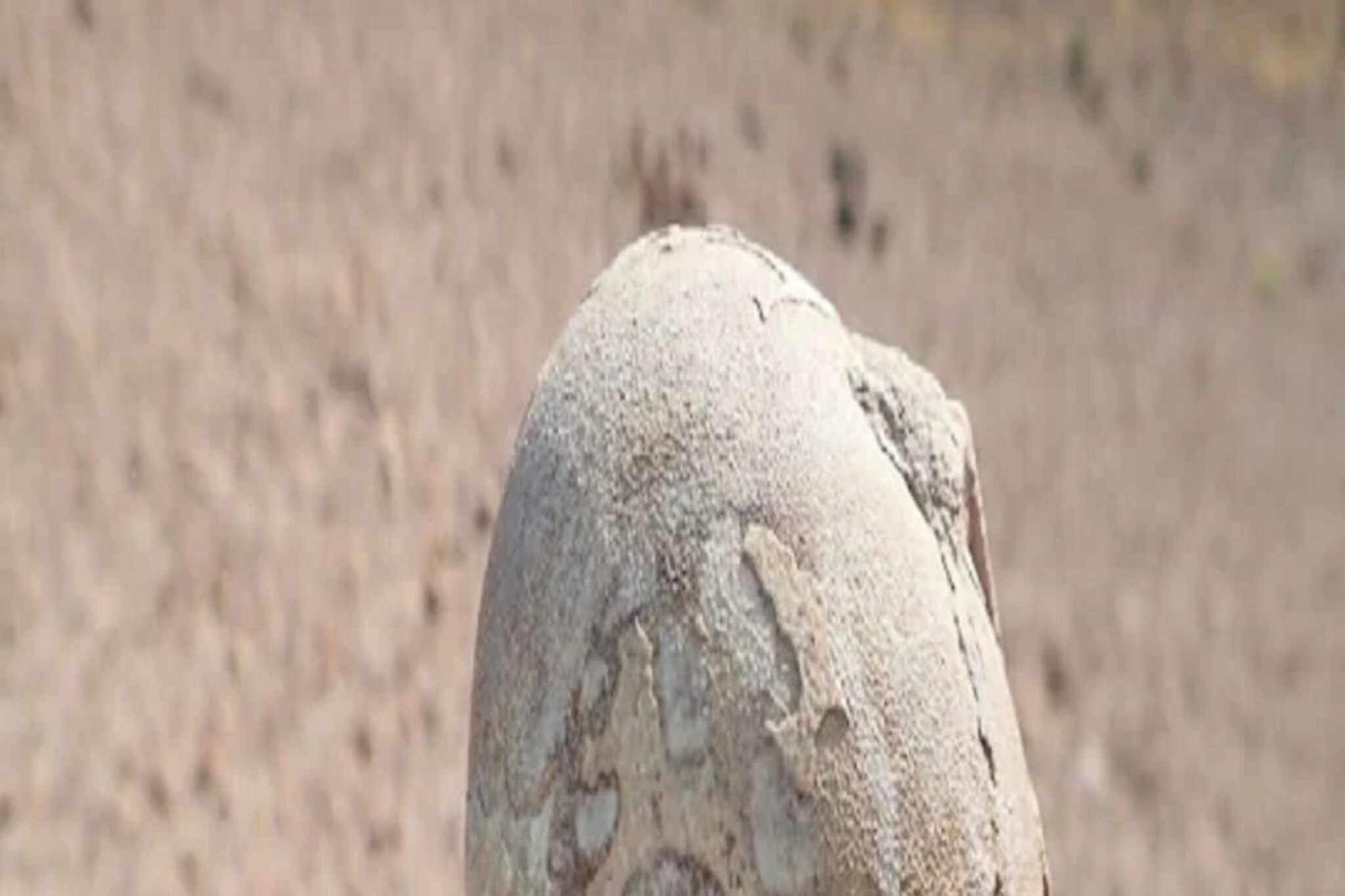 ज्वालामुखी राखेच्या एका जाड थराखाली एका रांगेत सापडले जीवाश्म