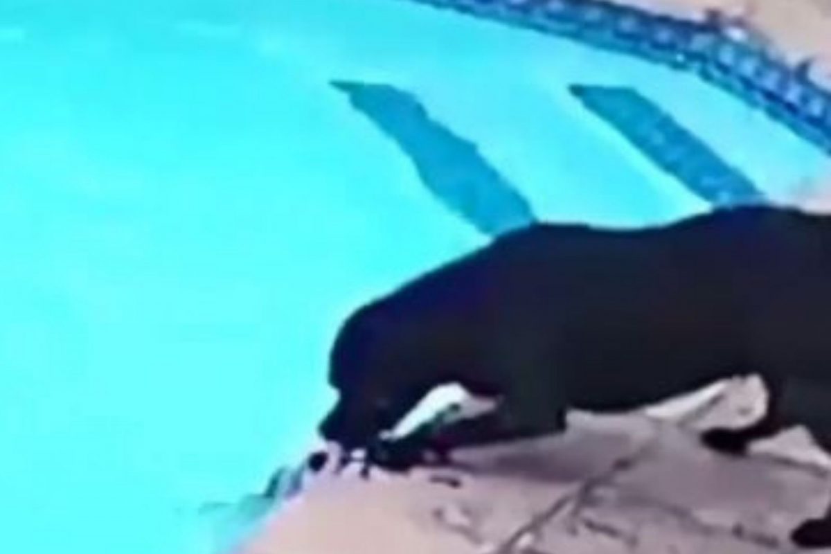 Video : पाण्यात पडलेल्या साथीदाराला वाचवण्यासाठी श्वानाची धडपड; पाहा शेवटी काय घडलं