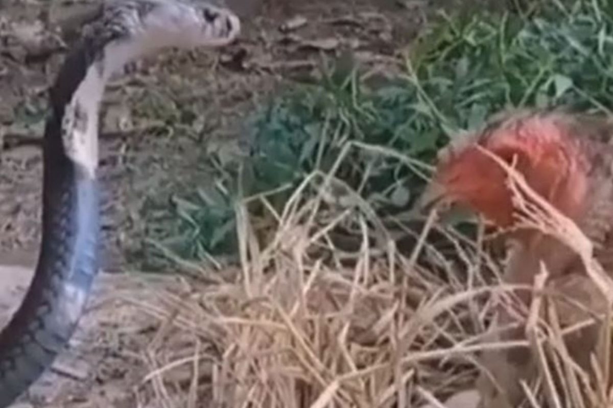 अंड्यांच्या बचावासाठी विषारी सापासोबत भिडली कोंबडी; VIDEO चा शेवट पाहून बसणार नाही डोळ्यावर विश्वास