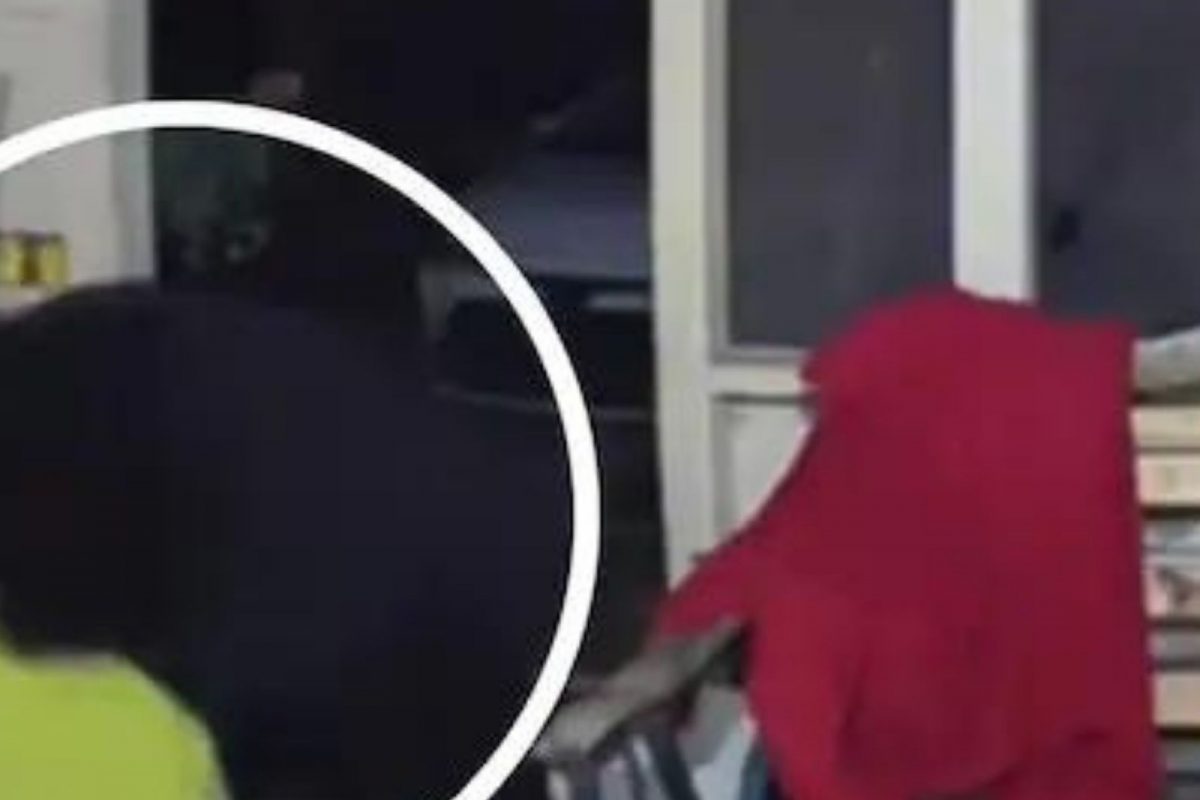 पाळीव श्वानाला वाचवण्यासाठी अस्वलासोबत भिडला व्यक्ती; धडकी भरवणारा VIDEO