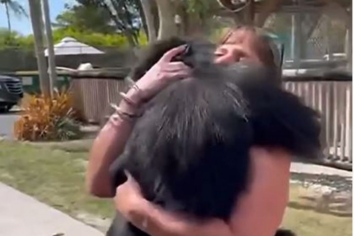 VIDEO: धावत येत महिलेच्या अंगावर चिंपांझीने घेतली उडी अन्...; पुढे जे केलं ते पाहून नेटकरी शॉक