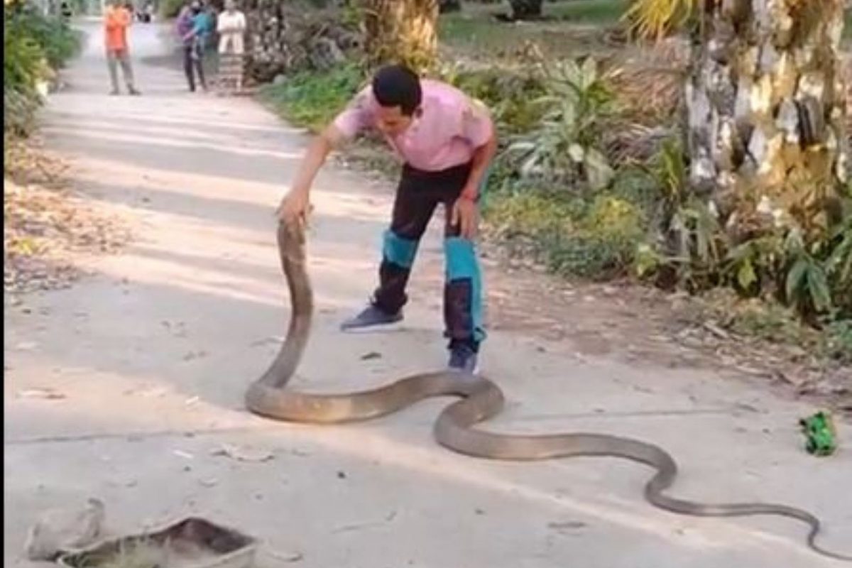 हाताने किंग कोबराला पकडू लागला व्यक्ती; मागे वळून सापाने केला हल्ला पण.., अंगावर शहारे आणणारा VIDEO