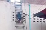 छतावरुन उतरण्यासाठी पायऱ्यांचा घेतला आधार पण..; बाळाचा VIDEO पाहून व्हाल थक्क