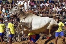 यावर्षी 17 जानेवारीला होणार जल्लीकट्टू! का खेळला जातो हा धोकादायक खेळ